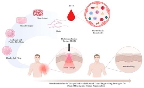  Fibrin: Un Polímero Natural con Aplicaciones Révolutionarias en Ingeniería Tisular!